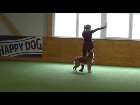 Dogdance Turnier Renchen 2023 Boogie HTM