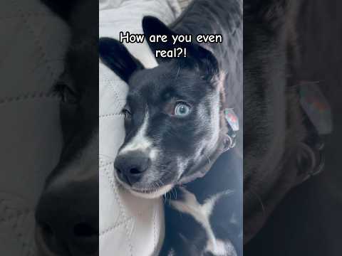 How are you even real?! #puppy #blue #cute #adorable #love