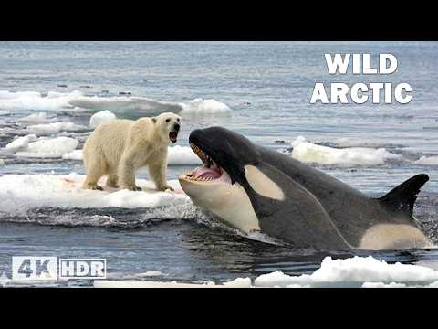 WILD ARCTIC