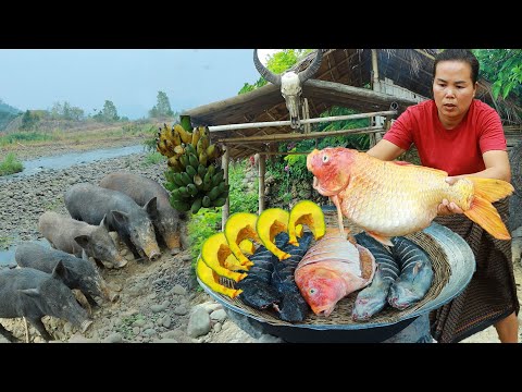 survival in the rainforest-found red fish with cat fish for cook & give to pets HD
