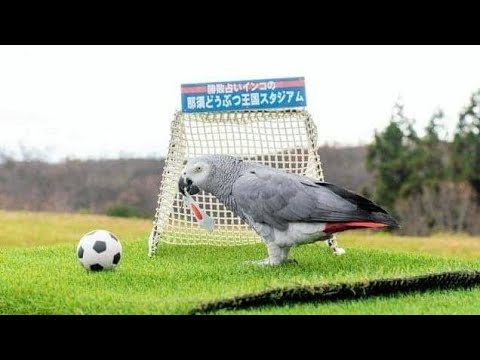 🦜「占いインコがW杯を完全予測!? 日本3連勝の衝撃」⚽#ワールドカップ #サッカー日本代表 #占いインコ #オリビア #動物の不思議 #スポーツ予想 #W杯2026 #奇跡 #話題のニュース 