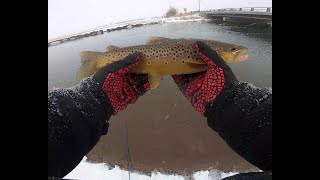 Fishing Local Water Hole For Nice Browns