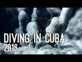 Diving in Cuba