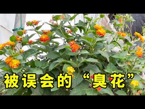 五色花冲凉