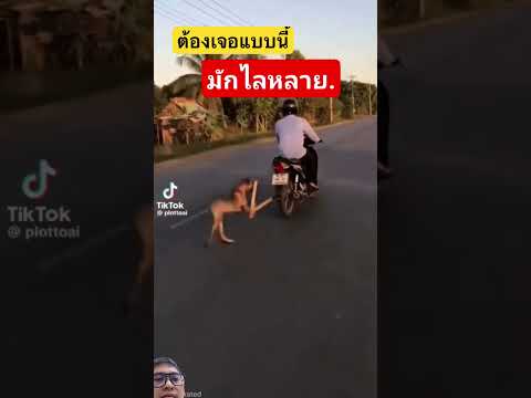 ระบบแอนตี้หมา #automobile #xcavator #farming #bulldozerofficial #excavator #remix #food #agriculture