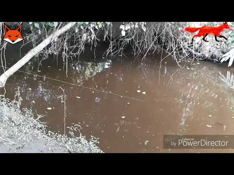 Pesca de Tarariras en Pampa Mayo - Tucumán - Argentina parte 3
