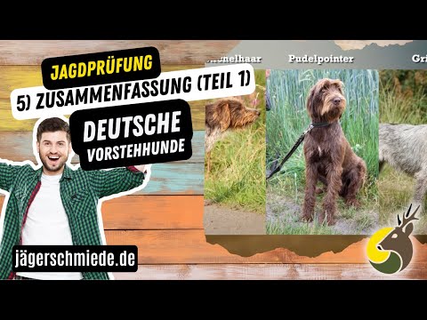 5) Deutsche Vorstehhunde (Teil 1) - Zusammenfasung - 💡 Wissen für deine Jagdprüfung