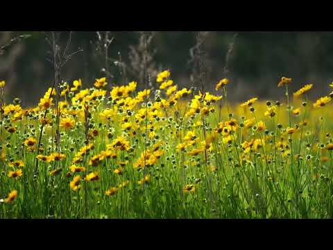 Amazing Colors of Spring 4K Nature Relaxation Film - Relaxing Piano Music - Nature Video