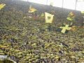 Borussia Dortmund fans singing You'll Never Walk ...