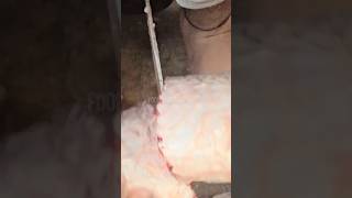 How to Cut Giant Rohu Fish Like a Pro | Expert Fish Butchery #fishcutting #fish #seafood