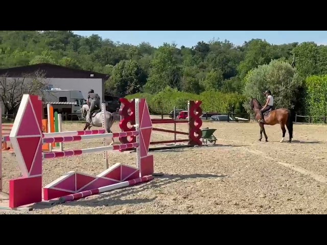 Jument Holsteiner A vendre 2019 Gris par CASALL