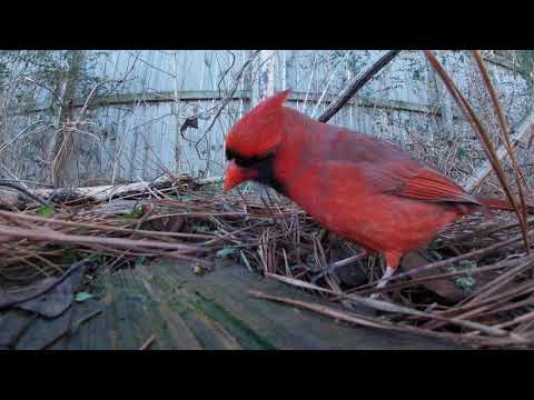 Cardinal Close-up in 4K