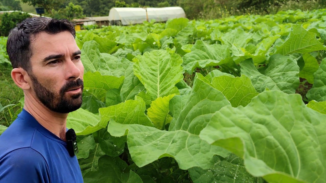 🥬NÃO PLANTE COUVE ANTES DE ASSISTIR ESSE VÍDEO