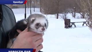 Беда от макушки до хвоста