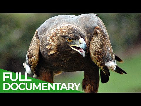 Animal's Super Senses