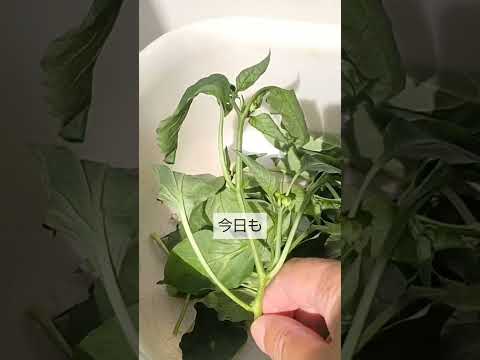 ピーマンを好む: これが強い植物を作る方法です 植物