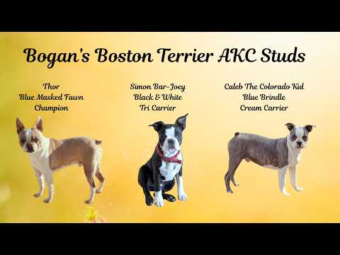Bonus Video Calm and Collected: Boston Terrier Studs During Breeding 🐾🥴💕