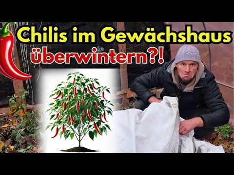 Chilis im Gewächshaus und "kalt" überwintern🌶️Anleitung & Experiment in einem Video!