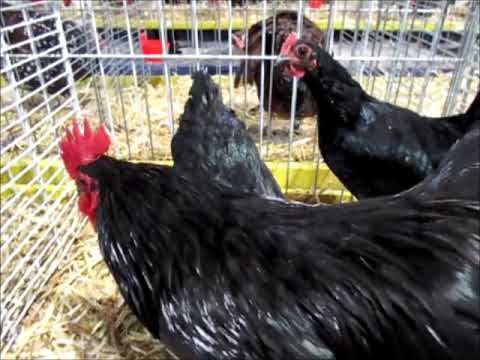 , title : 'Australorp naine noire, Expo Avicole Mulhouse 2019'