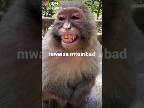 kaz kaz za mwaisa mtumbad utacheka mpk ufee