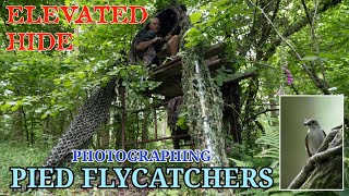 PIED FLYCATCHERS - SCAFFOLD HIDE - GETTING LEVEL