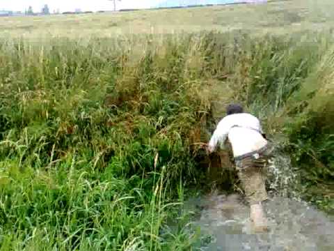 ivan bjukenen - blazon roka 2009