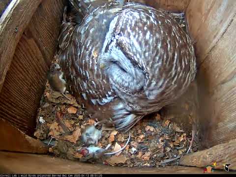 Barred Owl Female Preens Feathers While Keeping Hatchlings Warm – April 13, 2020