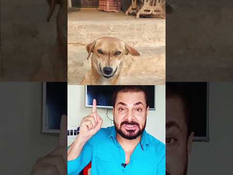 जंतर-मंतर से कुत्ते कहाँ गए | Samsher khan |Kolkata