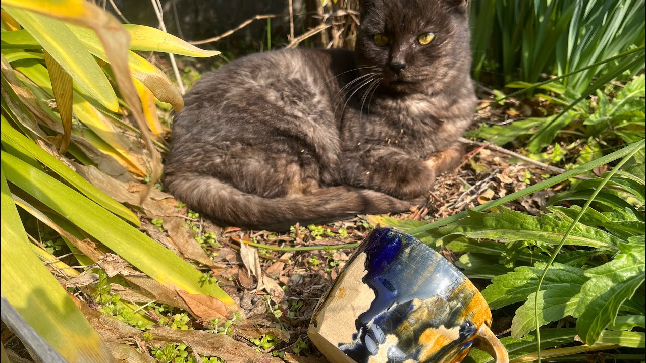 【自宅で陶芸】作品が焼き上がったので見てみます