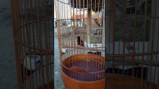 Download lagu Masteran Decu Gacorr pagi hari, Burung anda pasti Nyautt... mp3 Download lagu Masteran Decu Gacorr pagi hari, Burung anda pasti Nyautt... mp3