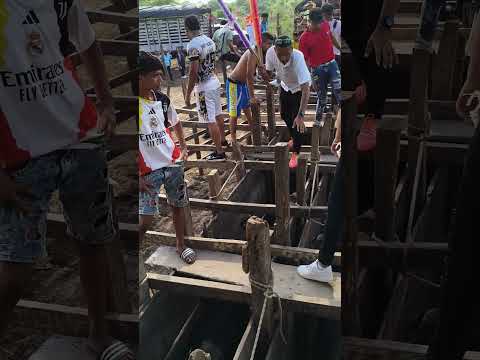 en el toril, con los toros bravos, para salir al ruedo, corraleja en santo Tomás, Atlántico.