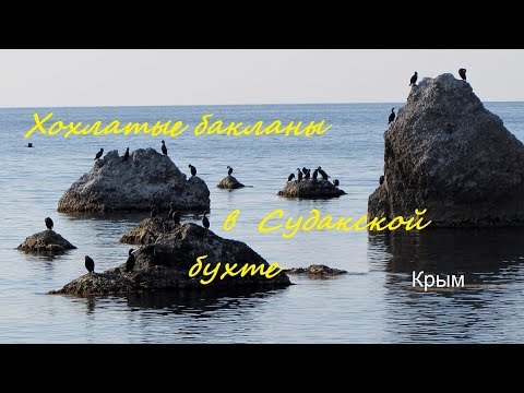Бакланы хохлатые Phalacrocorax aristotelis в Судакской бухте, Крым, осень 2019, crested cormorant
