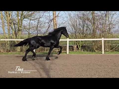 Stal Okkema's Theo - Markus x Wylster - Stallion - 2022 - 1.64m
