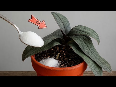 How to Revive Any Dying Orchid with One Simple Trick 100% Effective