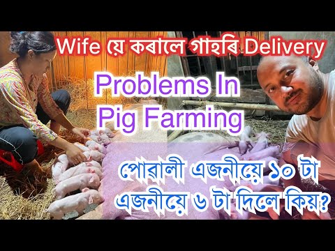 গাহৰিয়ে কিয় কম পোৱালী দিয়ে? PIGLET CARE॥PIG FARM IN ASSAM॥HOW TO START PIG FARMING॥Pranjal Gogoi