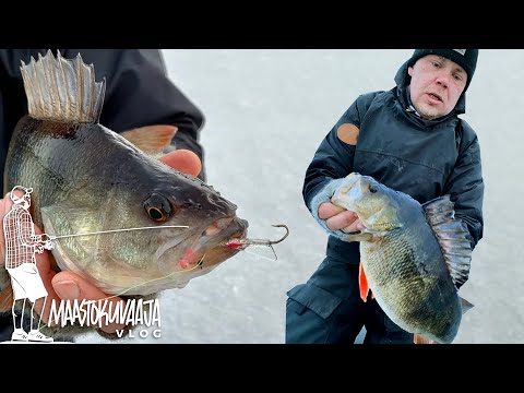 MELKOISTA AHVENRÄVINKIÄ – kilon kalaa köytenään