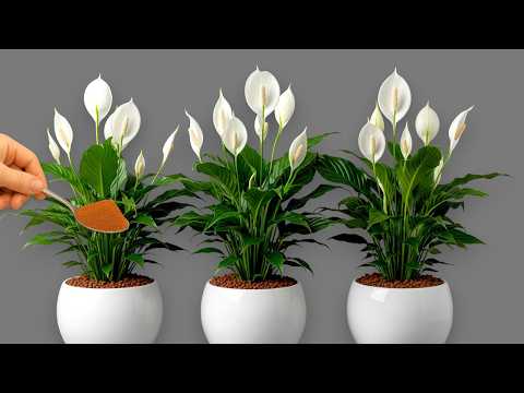 🌸Amazing! Just 1 Spoonful Unblocks Any Stagnant Plant! (Grower's Technique)