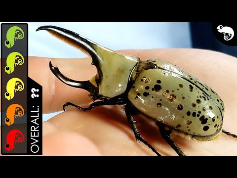 Western Hercules Beetle, The Best Pet Insect?