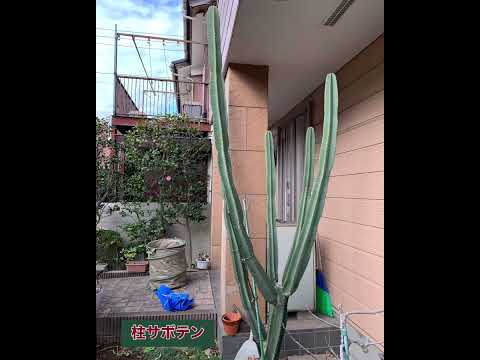 「サグアロ」として知られる Carnegiea gigantea は、西部劇のサボテンです。