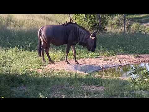 Djuma: Wildebeest - 17:00 - 12/01/20