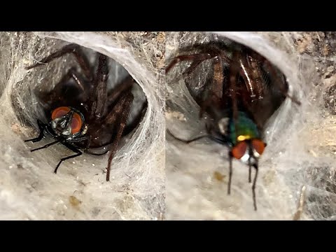 Spider Hunting Fly With Its Lair || WooGlobe