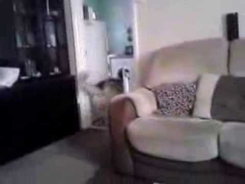 my husky dog stormmmm xx