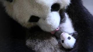 Toronto Zoo Giant Panda Er Shun With One Month Old Cub