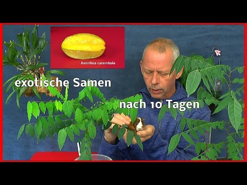 Samen aus den exotischen Früchten. Erste Entwicklung nach 10 Tagen