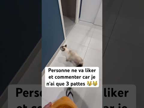 Chat siamois handicapé ❤️ #chat