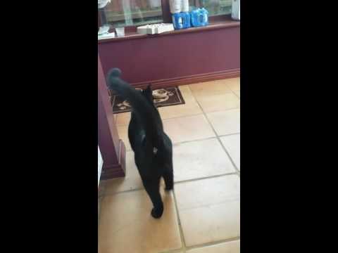 The Cats of Gladwell Road