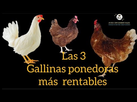 , title : 'Las 3 mejores gallinas ponedoras más rentables para comenzar un negocio y generar ingresos.'