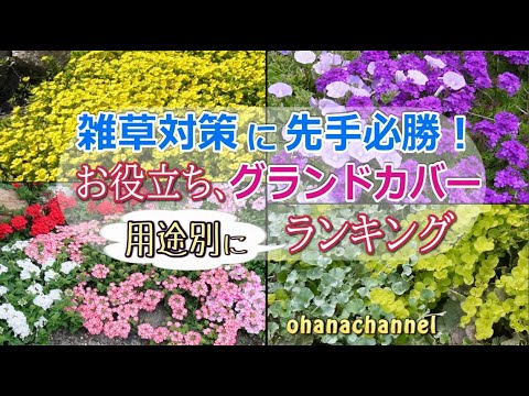 グランドカバー植物トップ 10: 庭にスタイリッシュなカーペットを敷きましょう!  庭園
