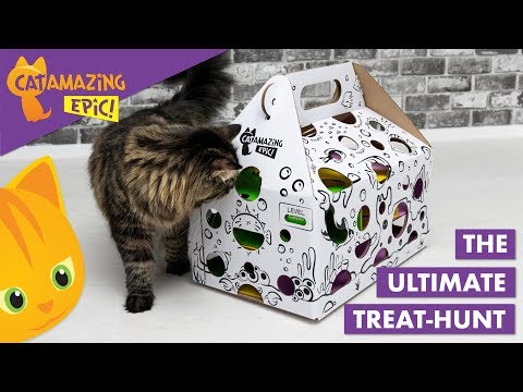 The Ultra Boredom-buster for Indoor Cats – Cat Amazing EPIC!