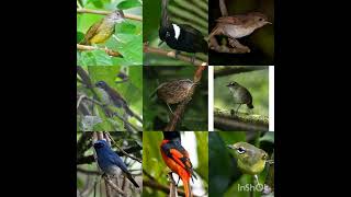 Download lagu suara pikat segala jenis burung hutan . mp3